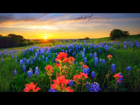 Stress Release Meditation Music - Self Healing Cleanse - Self Care Music - Relaxing Positive Energy